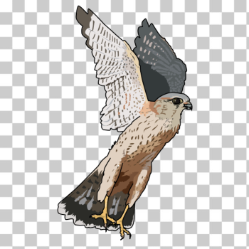 SVG Merlin falcon vector illustration SVG Merlin falcon vector illustration