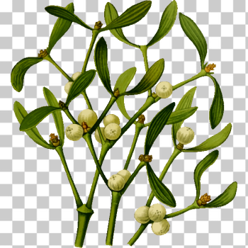SVG Mistletoe vector image SVG Mistletoe vector image