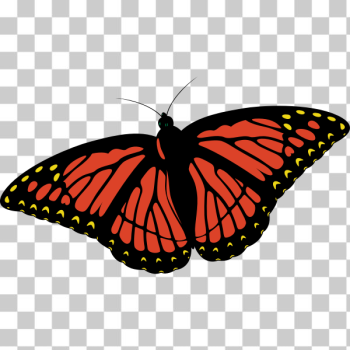 SVG Monarch butterfly SVG Monarch butterfly