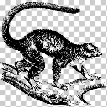SVG Mongoose lemur SVG Mongoose lemur