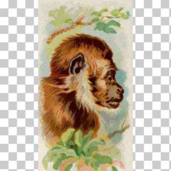 SVG Monkey039s profile SVG Monkey039s profile
