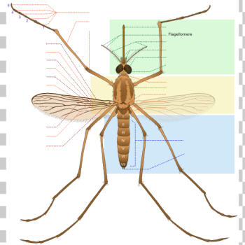 SVG Mosquito parts SVG Mosquito parts