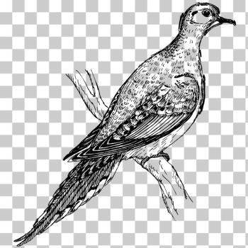 SVG Mourning dove vector image SVG Mourning dove vector image