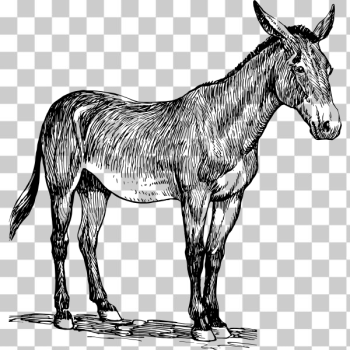 SVG Mule illustration