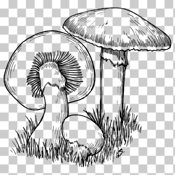 SVG Mushrooms vector illustration SVG Mushrooms vector illustration