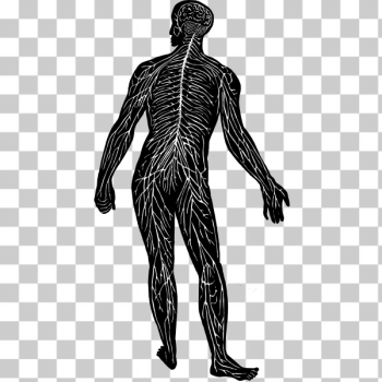 SVG Nerve system