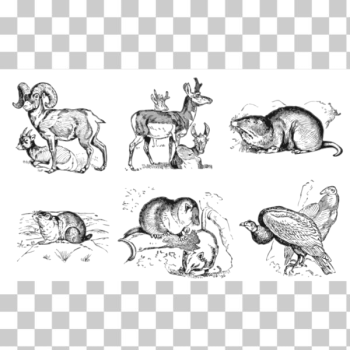 SVG North American animals SVG North American animals