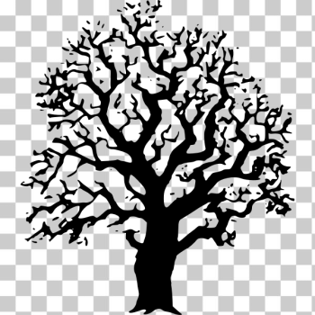 SVG Oak tree vector image SVG Oak tree vector image