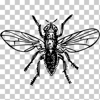 SVG Onion fly vector drawing