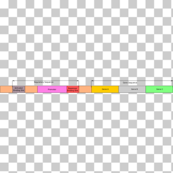 SVG Operon model Molecular Biology
