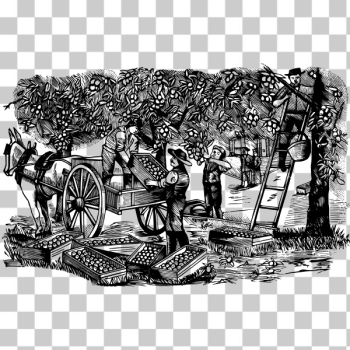 SVG Orange farmers SVG Orange farmers