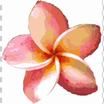 SVG Orange Flower 2015052048 SVG Orange Flower 2015052048