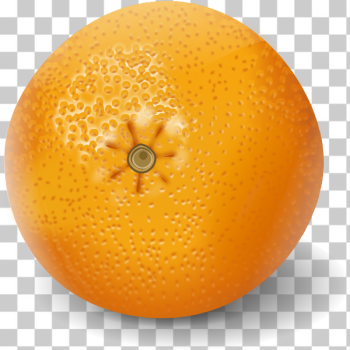 SVG Orange fruit clip art SVG Orange fruit clip art