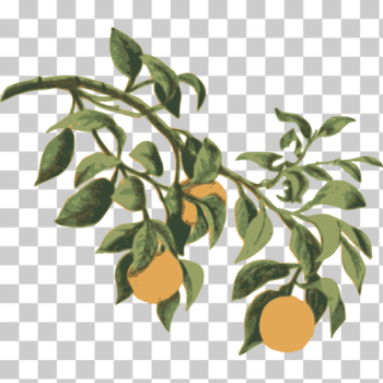 SVG Oranges on a branch