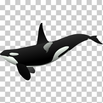 SVG Orca matthew gates r SVG Orca matthew gates r
