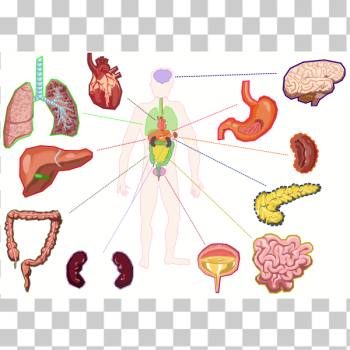 SVG Organs of the human body SVG Organs of the human body