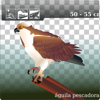 SVG osprey SVG osprey