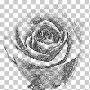 SVG Pale grained drawing of a rose SVG Pale grained drawing of a rose