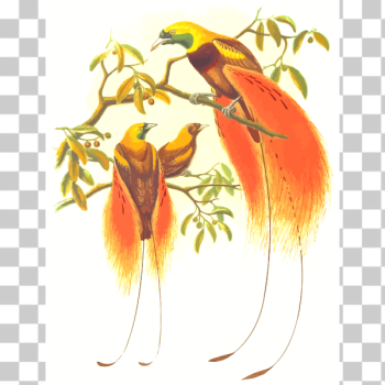 SVG Paradise birds SVG Paradise birds