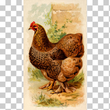 SVG Partridge Cochin Hen SVG Partridge Cochin Hen