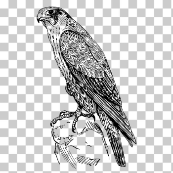 SVG Peregrine falcon SVG Peregrine falcon
