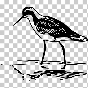 SVG Phalarope vector drawing SVG Phalarope vector drawing