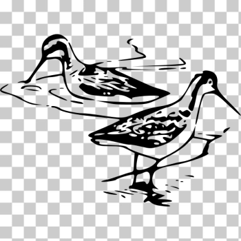 SVG Phalaropes vector clip art SVG Phalaropes vector clip art