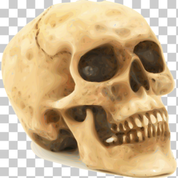 SVG Photorealistic human skull vector illustration SVG Photorealistic human skull vector illustration