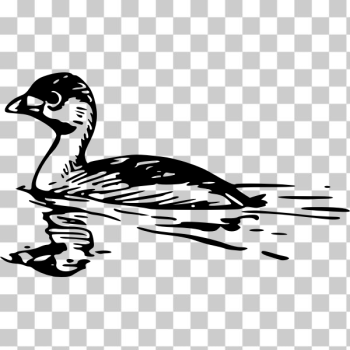 SVG Pied-billed grebe vector image SVG Pied-billed grebe vector image
