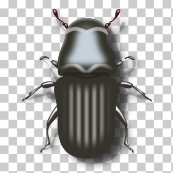 SVG Pine beetle SVG Pine beetle