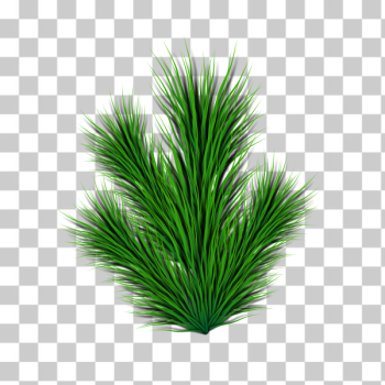 SVG Pine branch vector image SVG Pine branch vector image