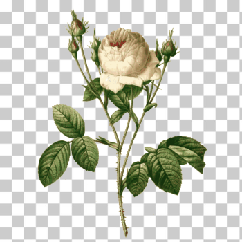 SVG Pink rose branch SVG Pink rose branch