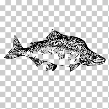 SVG Pink salmon vector image SVG Pink salmon vector image