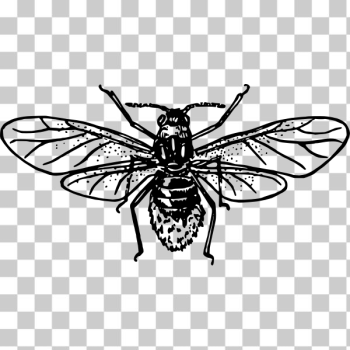 SVG Plant bug SVG Plant bug