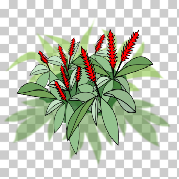 SVG Plant with red flowers SVG Plant with red flowers