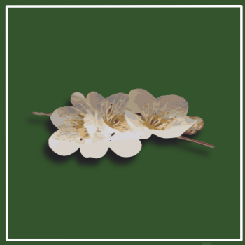 SVG Plum blossom SVG Plum blossom