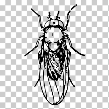 SVG Pomace fly SVG Pomace fly