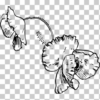 SVG poppy
