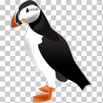 SVG Puffin bird vector illustration