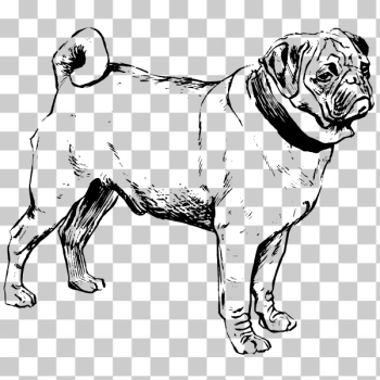 SVG Pug SVG Pug