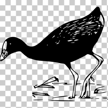 SVG Purple Gallinule vector iage SVG Purple Gallinule vector iage