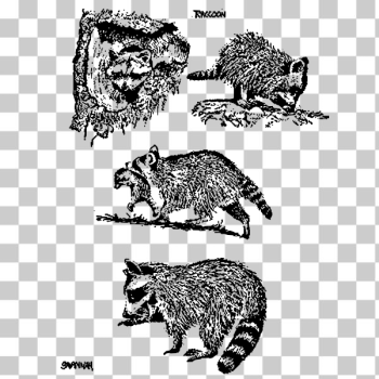 SVG Raccoon scenes SVG Raccoon scenes