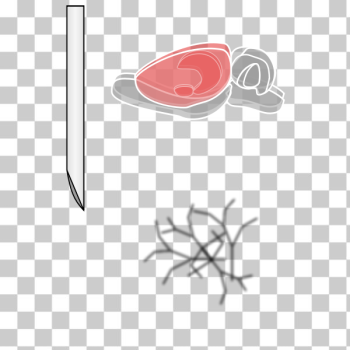 SVG Rat brain SVG Rat brain