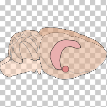 SVG rat brain hippo amyg SVG rat brain hippo amyg