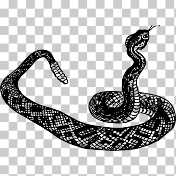 SVG Rattlesnake vector clip art SVG Rattlesnake vector clip art