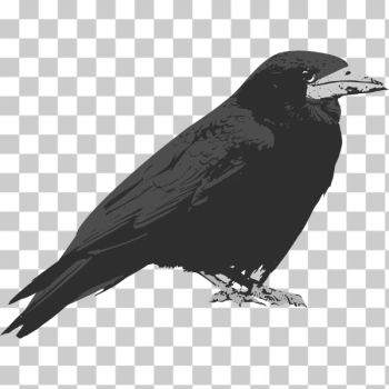 SVG Raven bird vector clip art SVG Raven bird vector clip art
