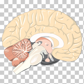 SVG Realistic brain SVG Realistic brain