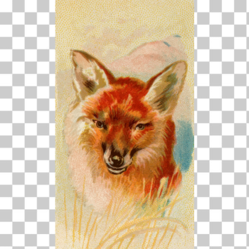 SVG Red fox SVG Red fox