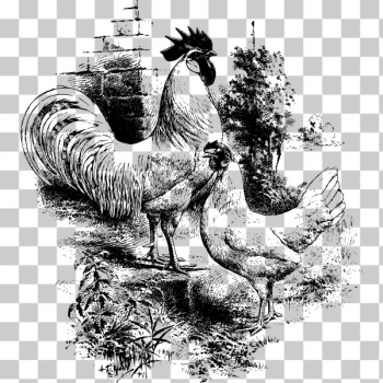 SVG Rooster and hen SVG Rooster and hen