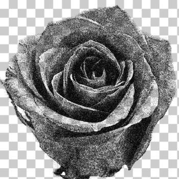 SVG Rose line art SVG Rose line art